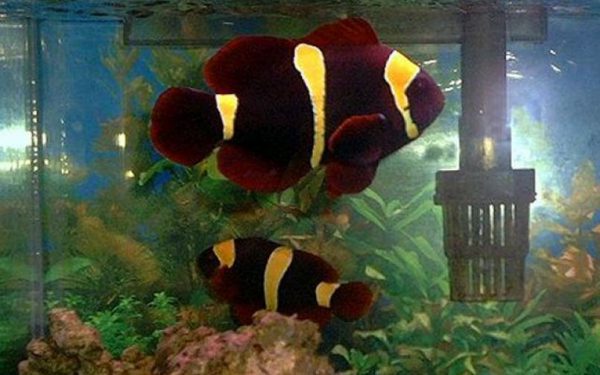 Gold Stripe Maroon Clownfish