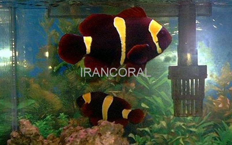 Gold Stripe Maroon Clownfish