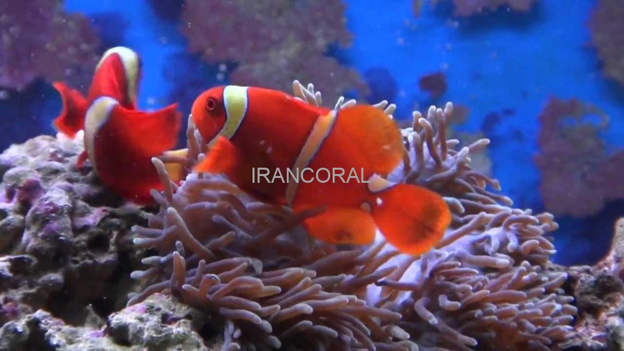Gold Stripe Maroon Clownfish