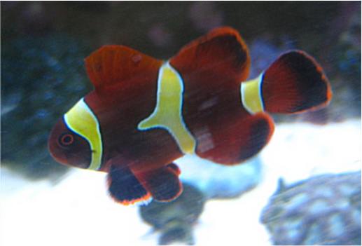 Gold Stripe Maroon Clownfish