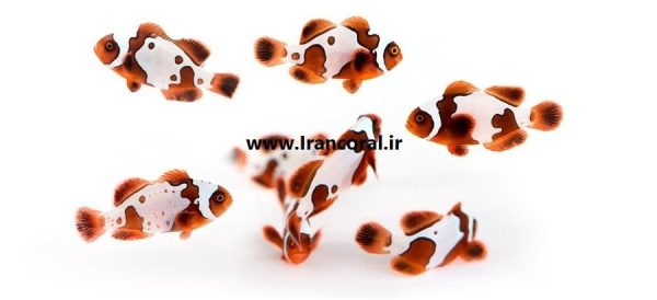 Gold X Lightning Maroon Clownfish