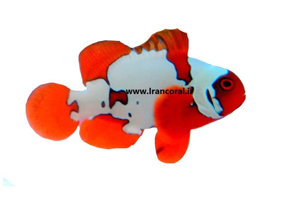 Gold X Lightning Maroon Clownfish