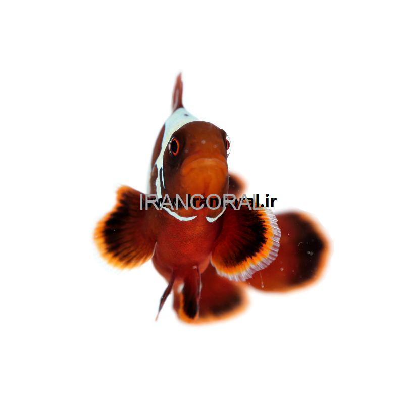 Gold X Lightning Maroon Clownfish