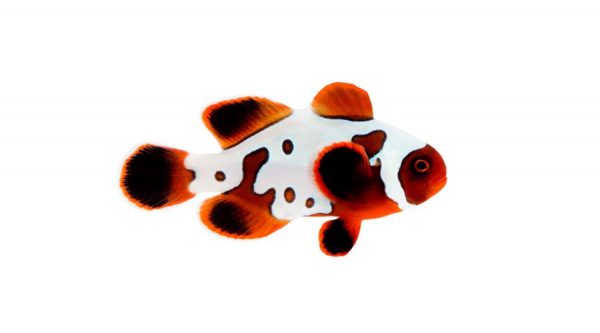 Gold X Lightning Maroon Clownfish
