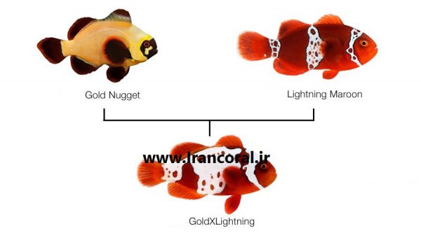 Gold X Lightning Maroon Clownfish
