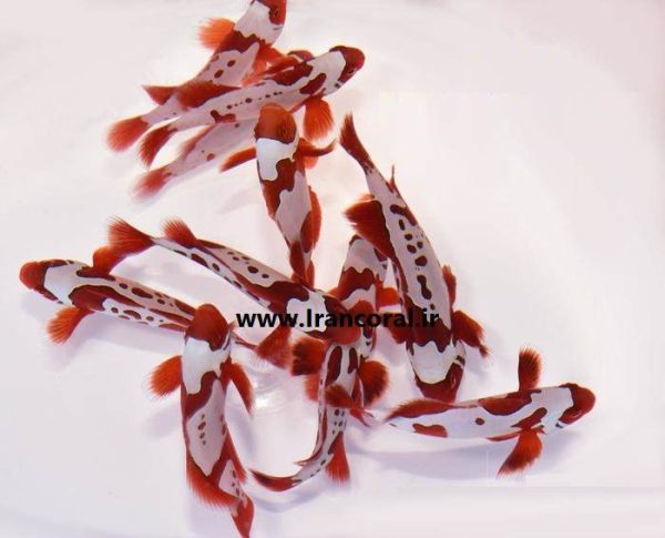 Gold X Lightning Maroon Clownfish