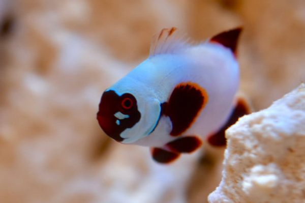 دلقک ماهی مارون گلد ناگت