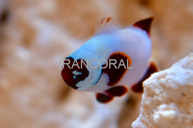 دلقک ماهی مارون گلد ناگت