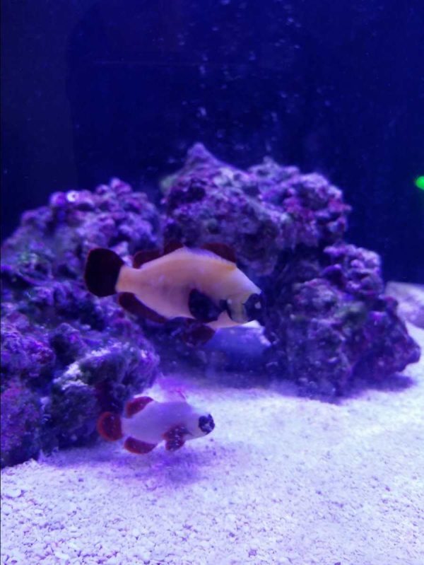 دلقک ماهی مارون گلد ناگت