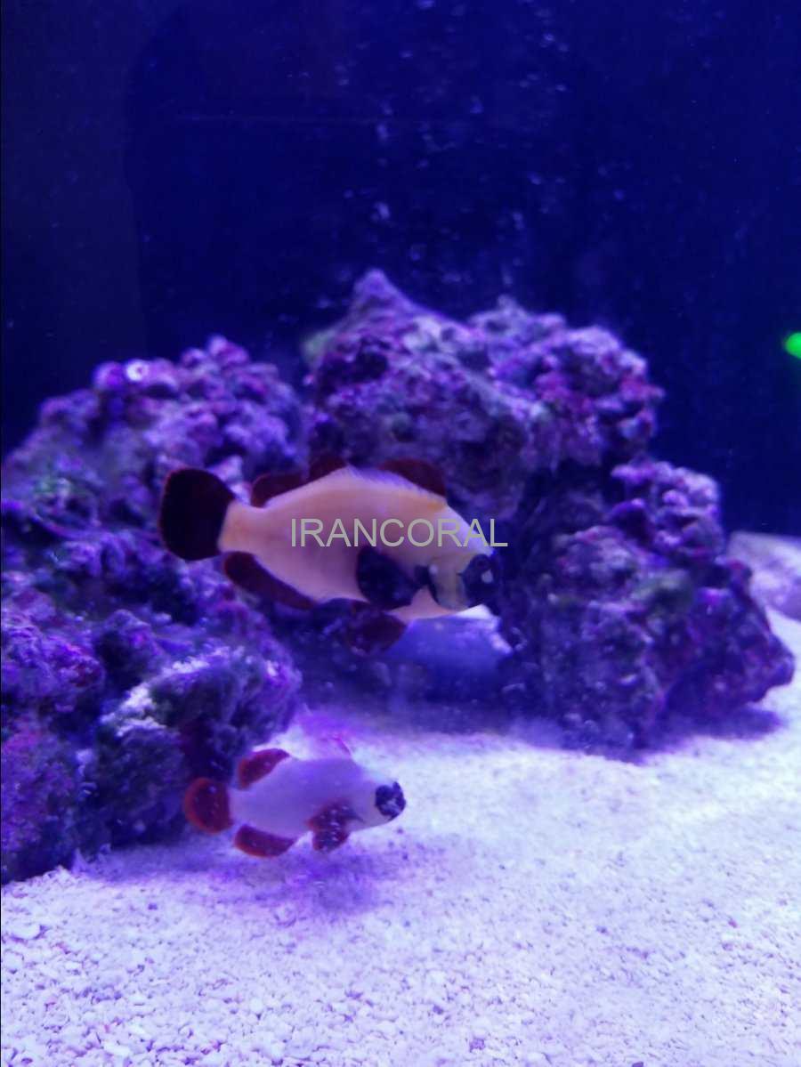 دلقک ماهی مارون گلد ناگت