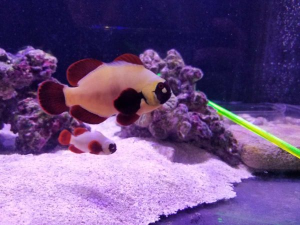 دلقک ماهی مارون گلد ناگت