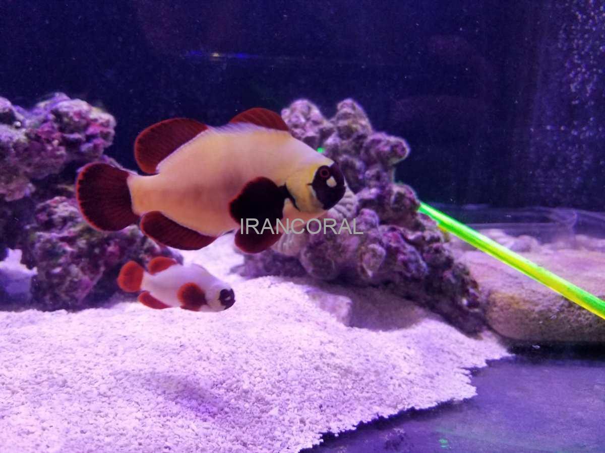 دلقک ماهی مارون گلد ناگت