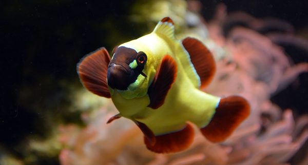 دلقک ماهی مارون گلد ناگت