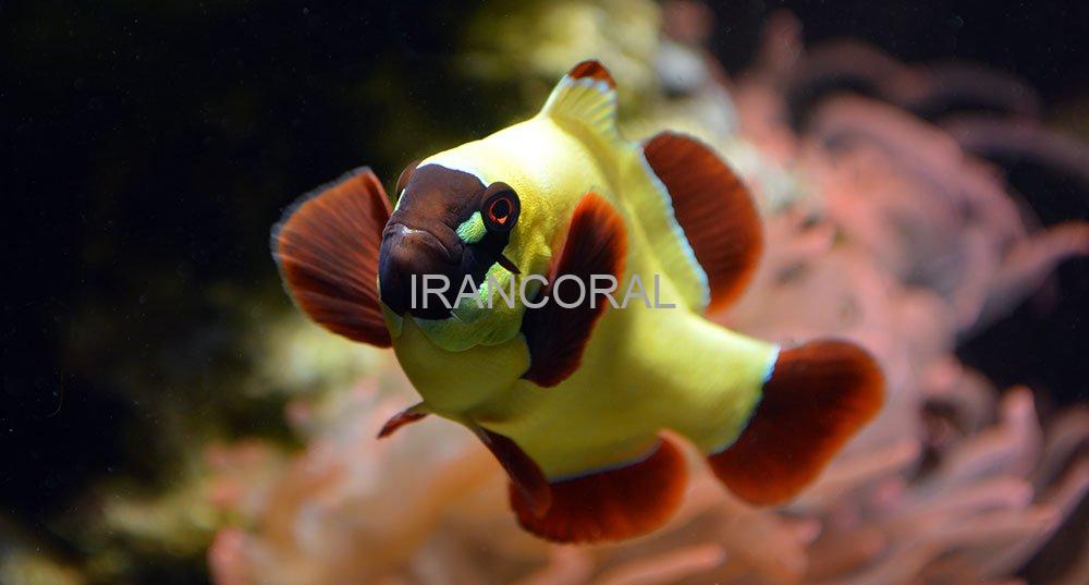 دلقک ماهی مارون گلد ناگت