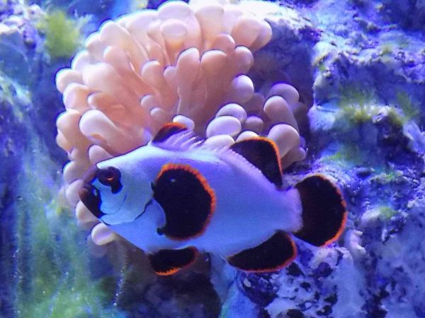 دلقک ماهی مارون گلد ناگت