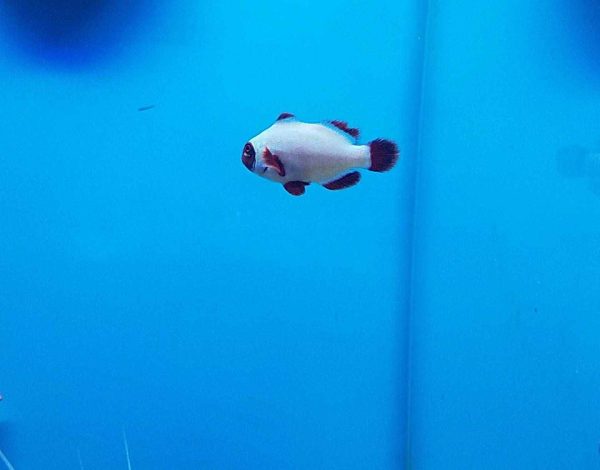 دلقک ماهی مارون گلد ناگت