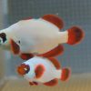 Gold Nugget Maroon Clownfish