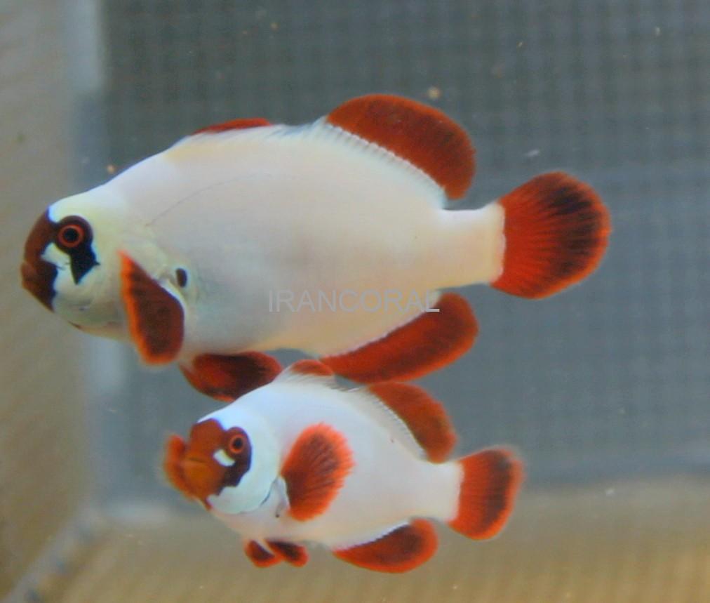 Gold Nugget Maroon Clownfish