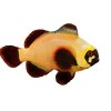 Gold Nugget Maroon Clownfish