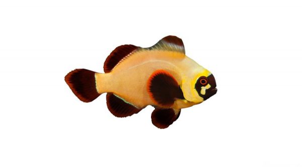 Gold Nugget Maroon Clownfish