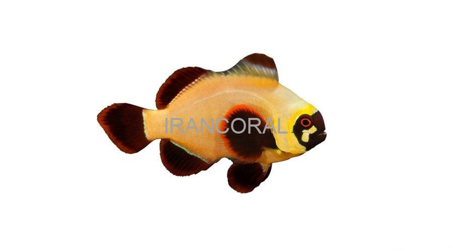 Gold Nugget Maroon Clownfish