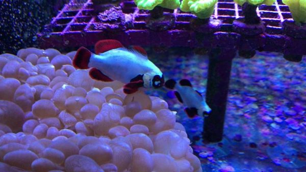 دلقک ماهی مارون گلد ناگت