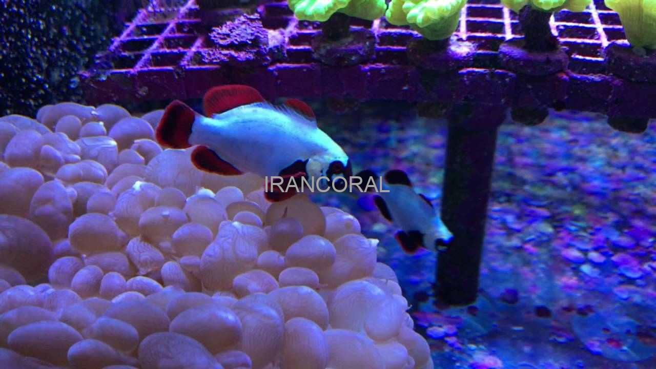 دلقک ماهی مارون گلد ناگت