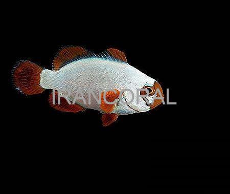 دلقک ماهی مارون گلد ناگت