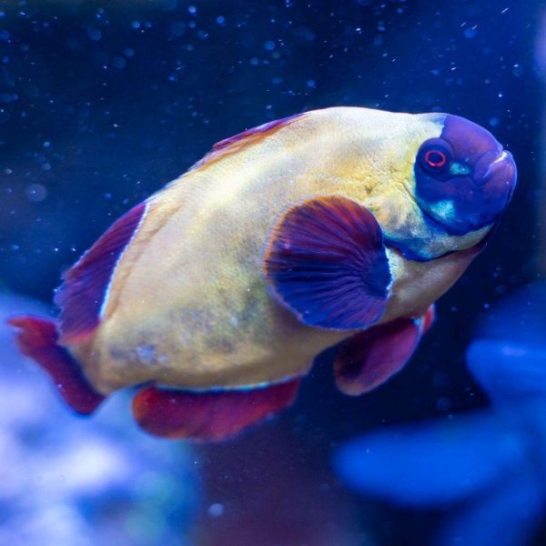 دلقک ماهی مارون گلد ناگت