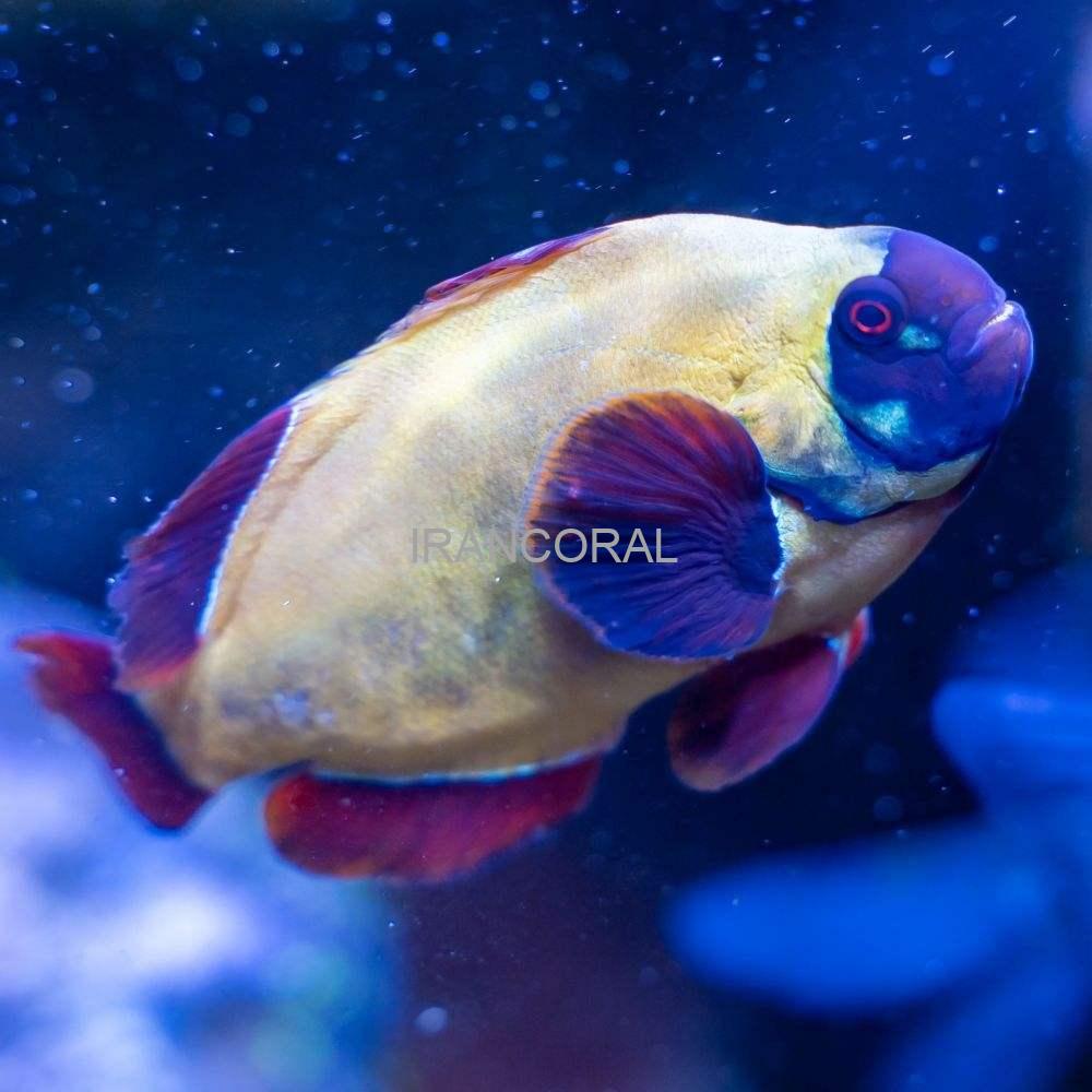 دلقک ماهی مارون گلد ناگت