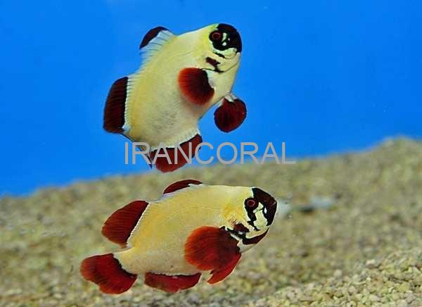 دلقک ماهی مارون گلد ناگت