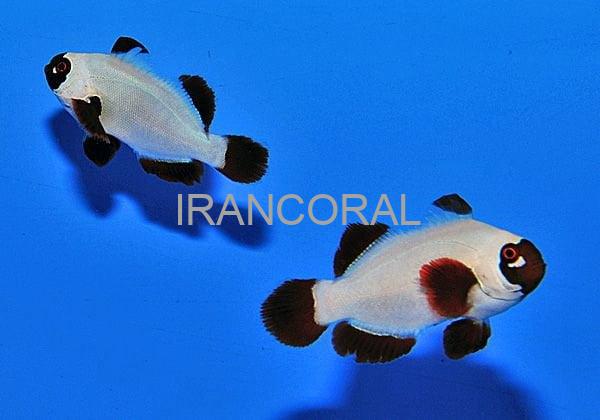 دلقک ماهی مارون گلد ناگت