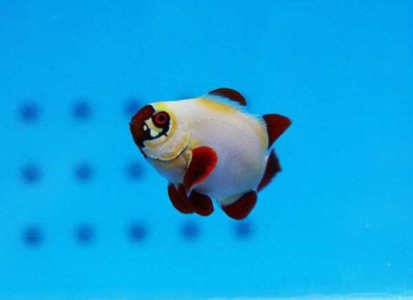 دلقک ماهی مارون گلد ناگت