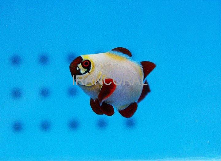 دلقک ماهی مارون گلد ناگت