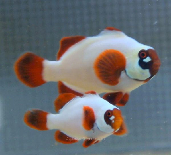 دلقک ماهی مارون گلد ناگت