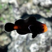 Midnight Ocellaris Clownfish