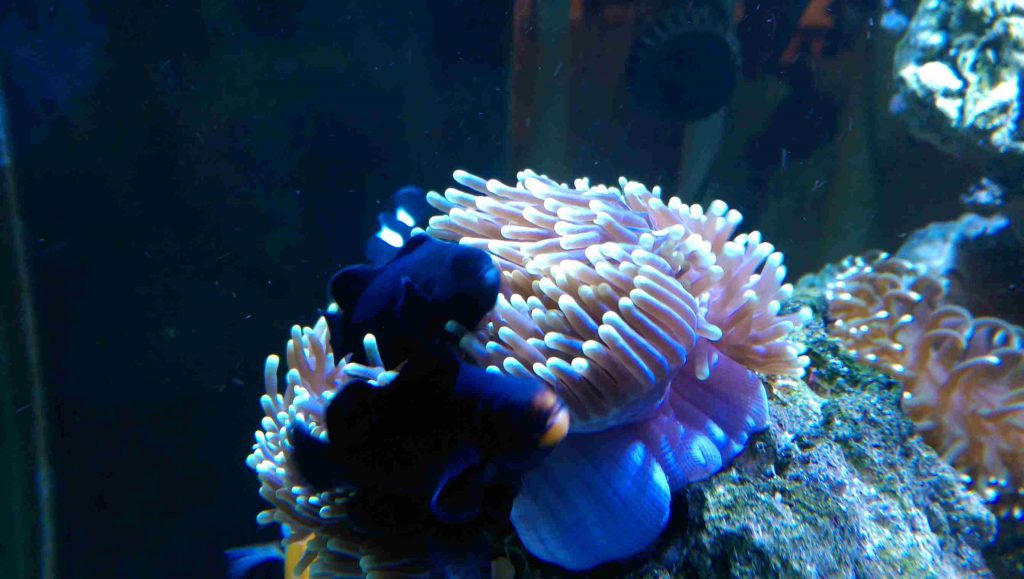 Midnight Ocellaris Clownfish