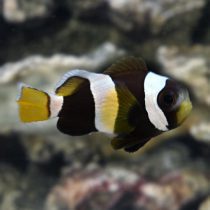 Wideband Clownfish