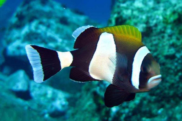 Wideband Clownfish