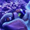 Wideband Clownfish