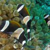 Wideband Clownfish