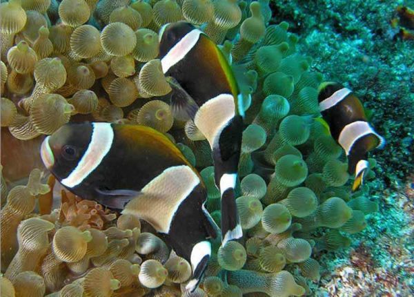 Wideband Clownfish