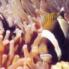 Wideband Clownfish