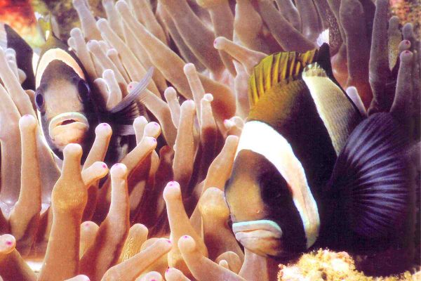 Wideband Clownfish