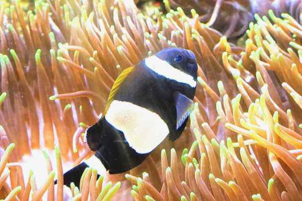 Wideband Clownfish