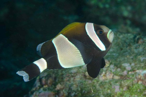 Wideband Clownfish