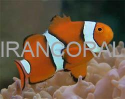 دلقک ماهی پرکولا