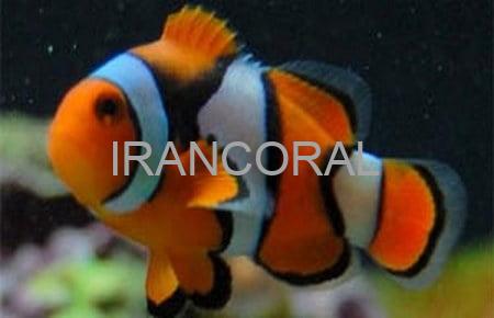 دلقک ماهی پرکولا