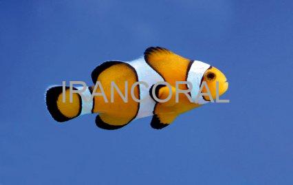 دلقک ماهی پرکولا