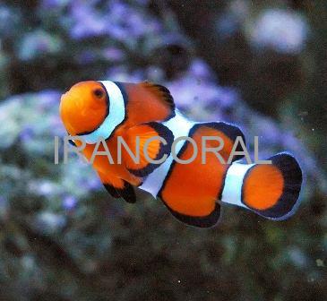 دلقک ماهی پرکولا